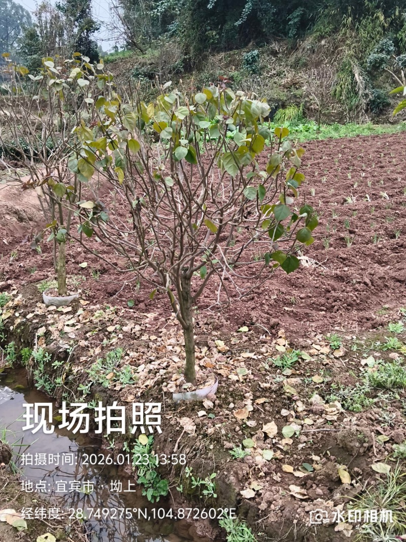 你喜欢什么规格的告诉你我都是现货