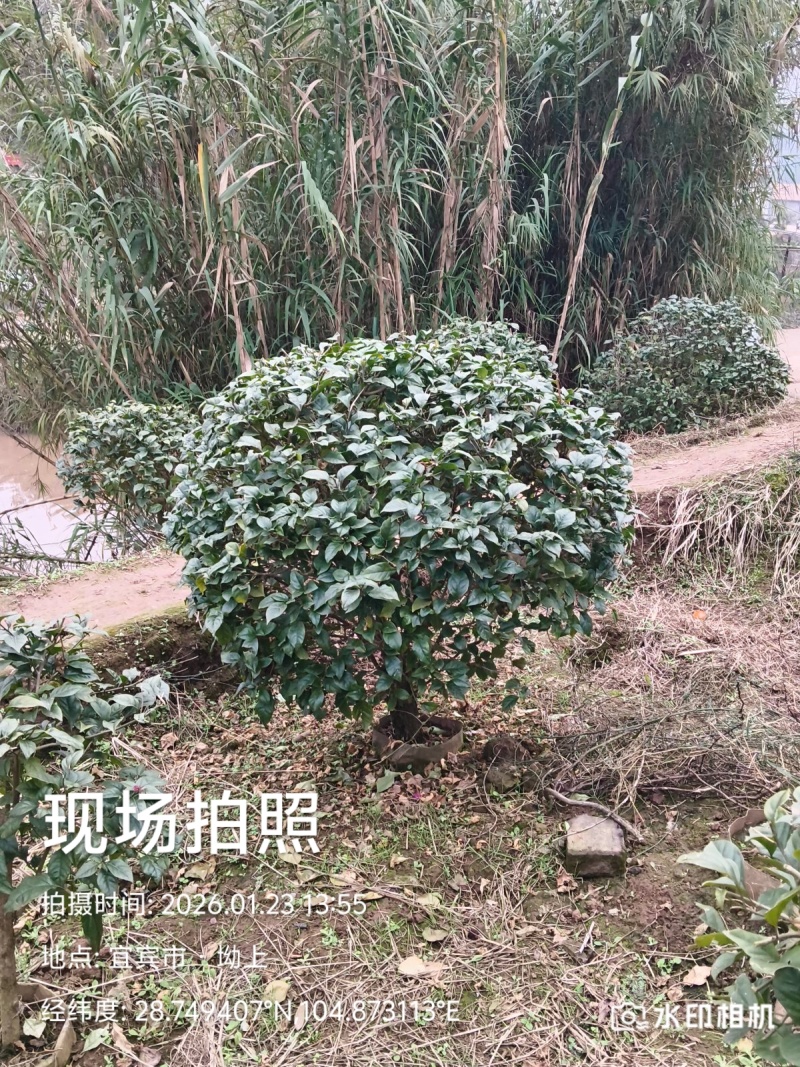 你喜欢什么规格的告诉你我都是现货