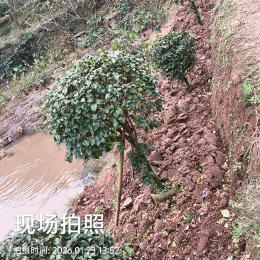 你喜欢什么规格的告诉你我都是现货