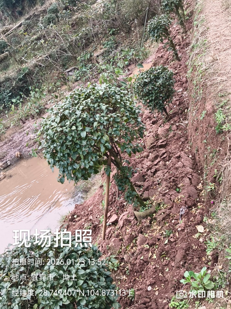 你喜欢什么规格的告诉你我都是现货