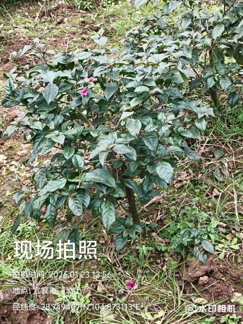 你喜欢什么规格的告诉你我都是现货