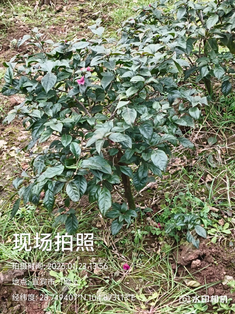 你喜欢什么规格的告诉你我都是现货