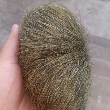 猪宝