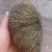 猪宝