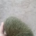 猪宝