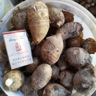 毛芋头