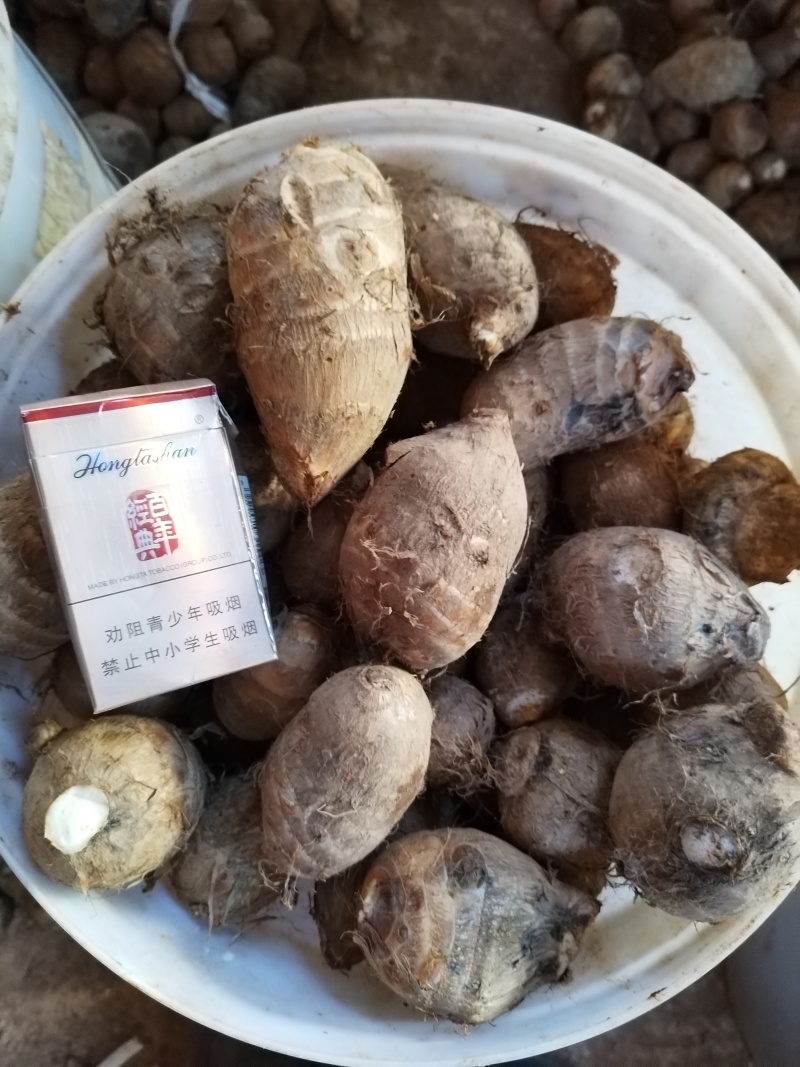 毛芋头