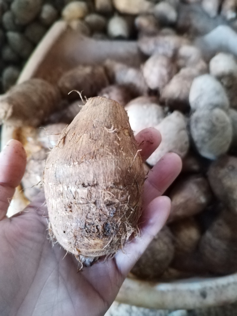 毛芋头