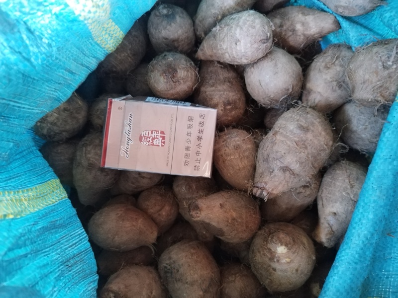 毛芋头