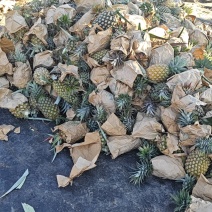 台农16号甜蜜蜜凤梨