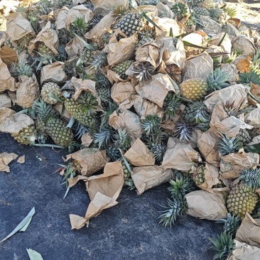 台农16号甜蜜蜜凤梨