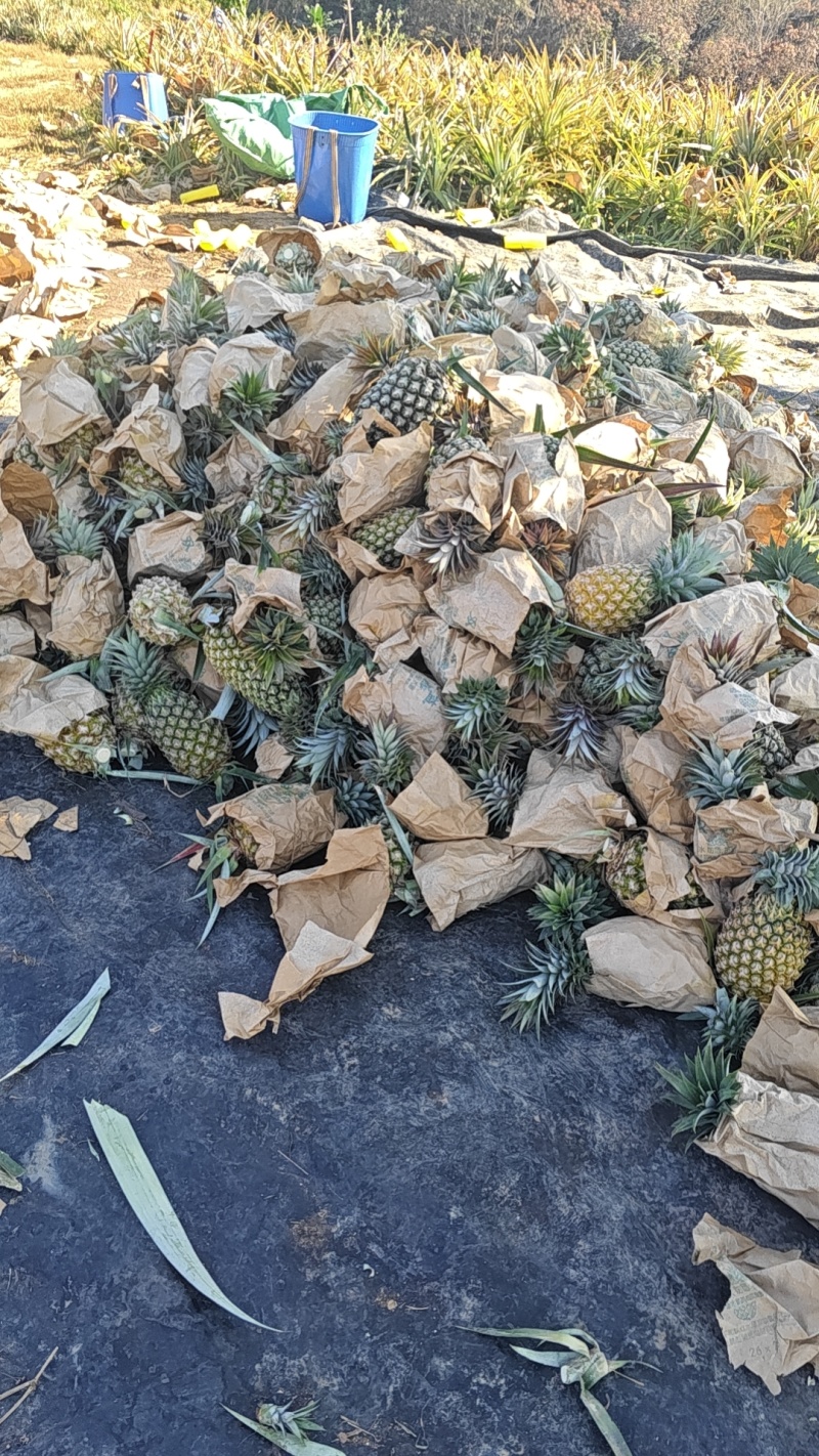 台农16号甜蜜蜜凤梨