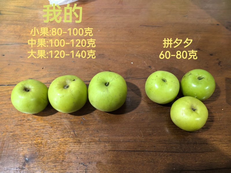西双版纳苹果枣