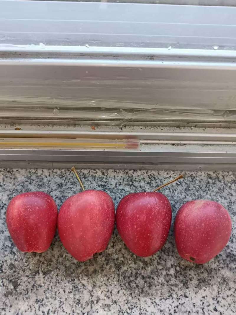 东北鸡心果200吨，嘎嘎甜脆。