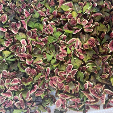 青皮无花果烘干条