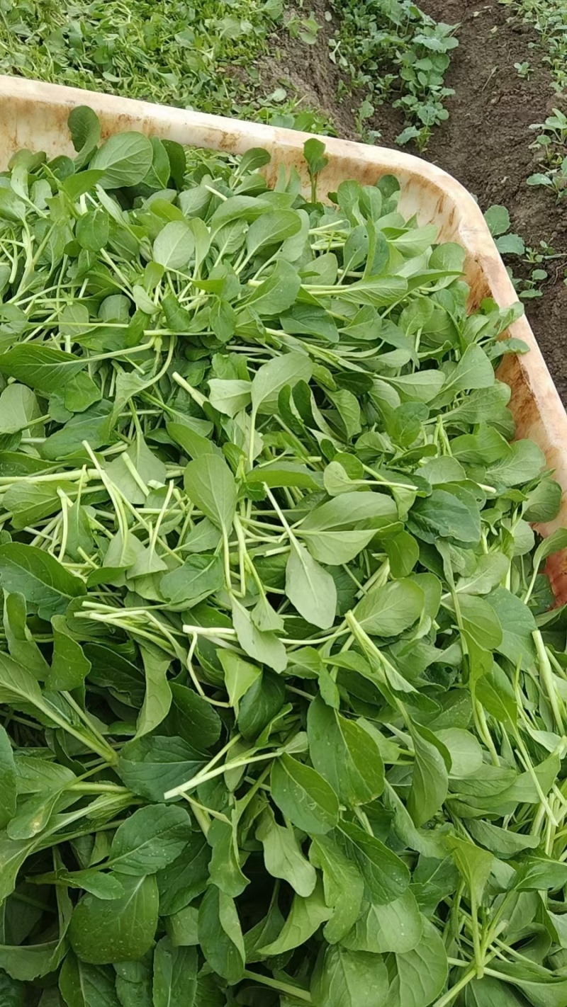 火锅鸡毛菜批发，一手货源，源头基地