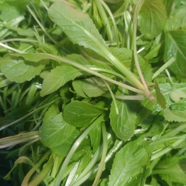 火锅鸡毛菜批发，一手货源，源头基地