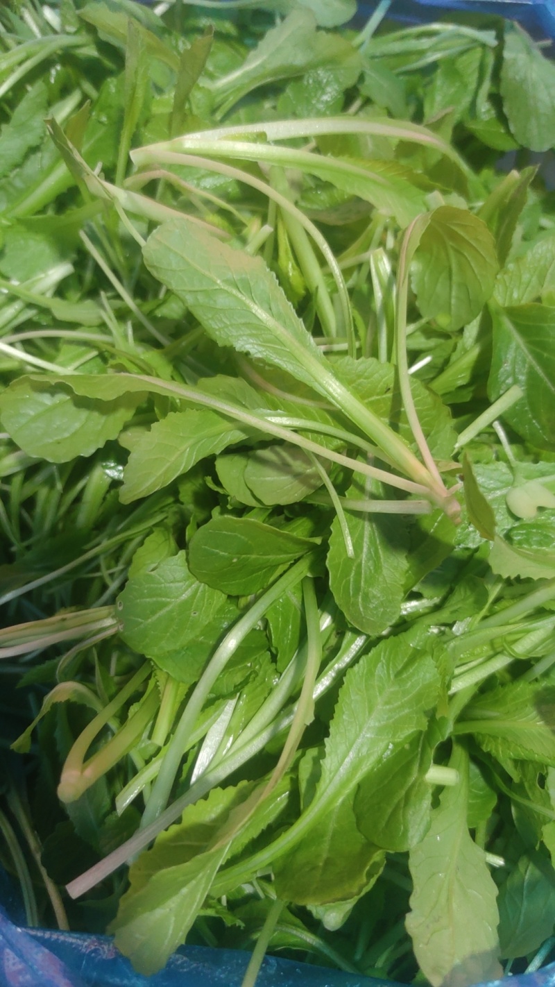 火锅鸡毛菜批发，一手货源，源头基地