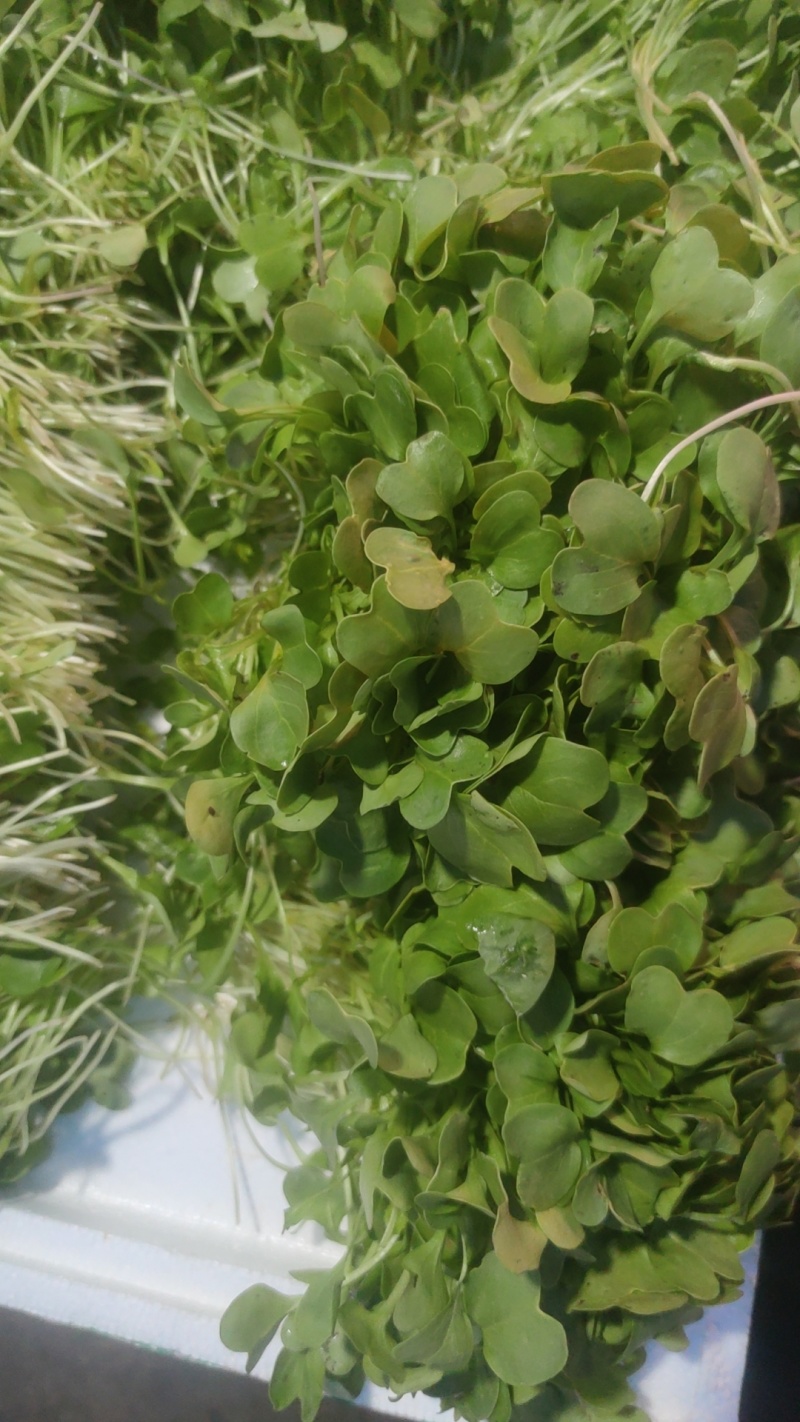 火锅鸡毛菜批发，一手货源，源头基地