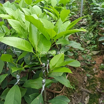 玉兰花（白玉兰）火力楠砧木嫁接苗