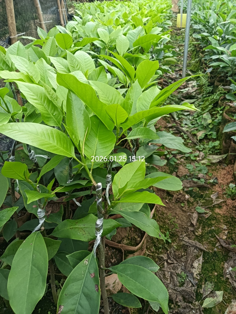 玉兰花（白玉兰）火力楠砧木嫁接苗