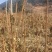 红土镇红毛五加皮