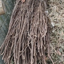 有一捆干紫苏三十多斤，当年的，芳香扑鼻！！！