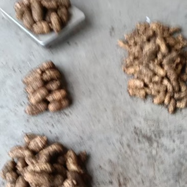 小草坝天麻