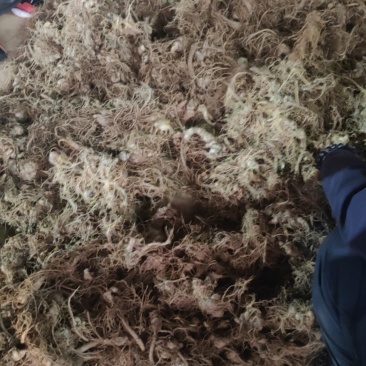 云南文山鲜三七