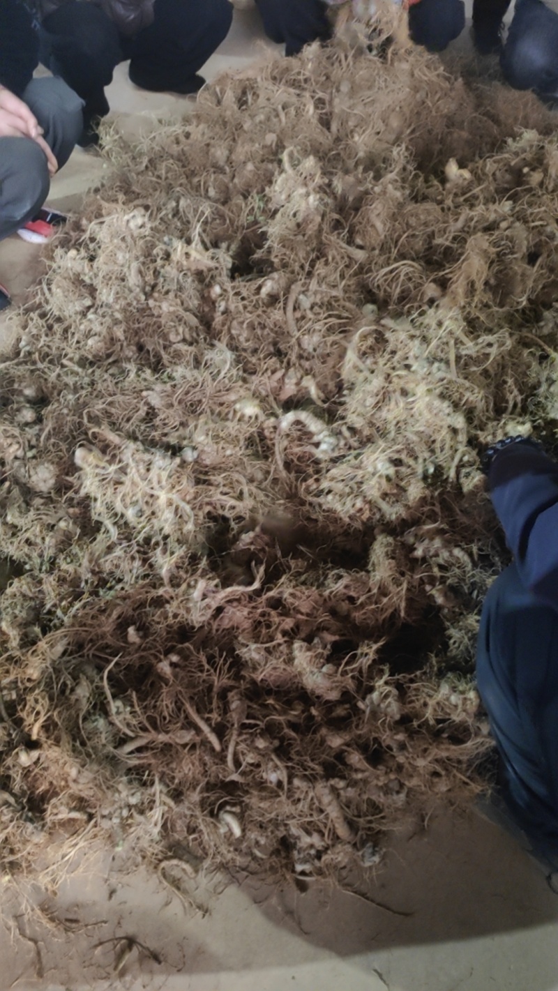 云南文山鲜三七