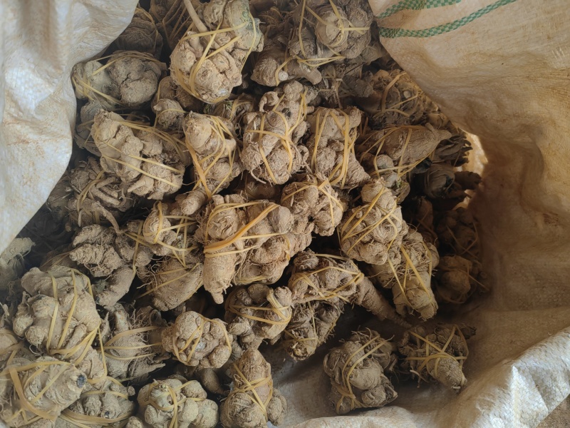 云南文山鲜三七