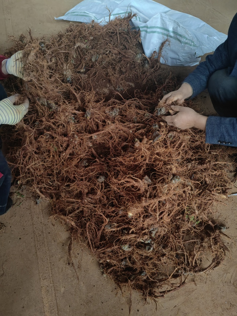 云南文山鲜三七