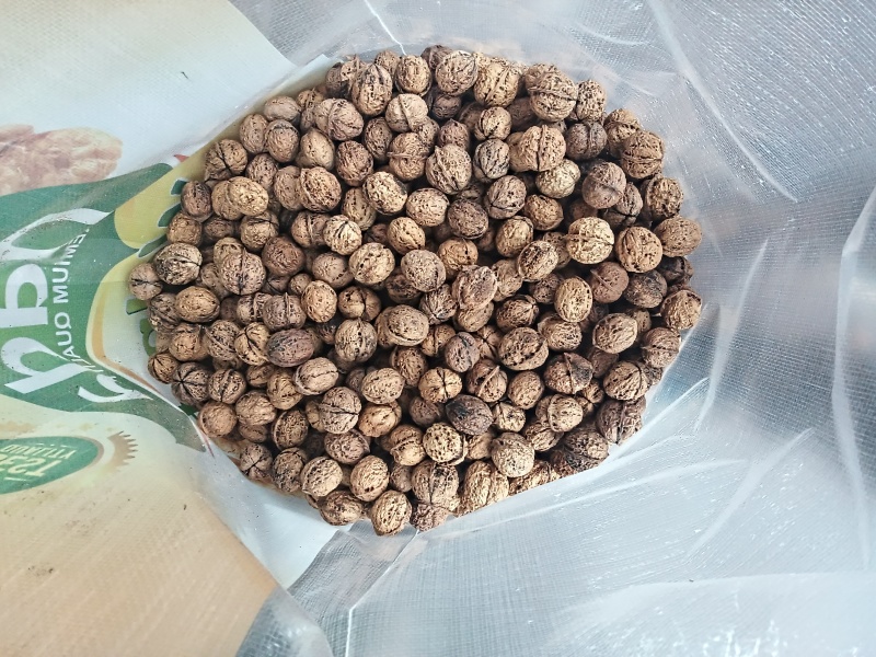 云南核桃