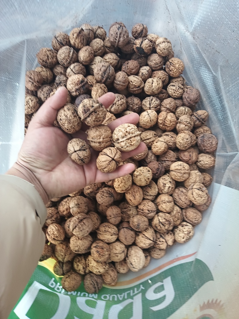云南核桃