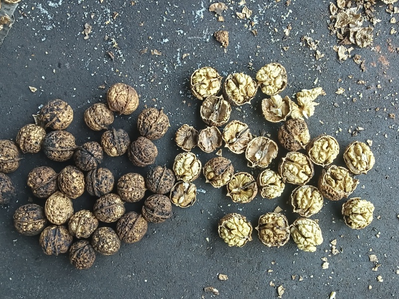 云南核桃