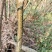 岗梅根，阴根10元每公斤