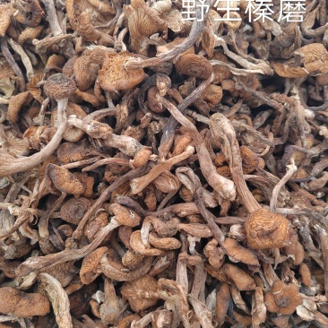 东北野生榛蘑
