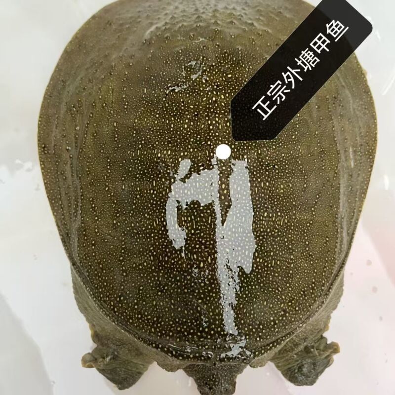 （汉寿甲鱼）汉寿外塘生态甲鱼活体甲鱼包活