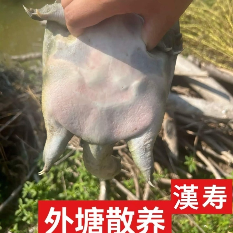 （汉寿甲鱼）汉寿外塘生态甲鱼活体甲鱼包活