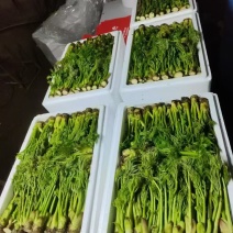 东北山野菜