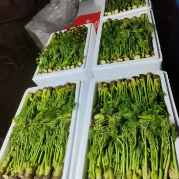 东北山野菜