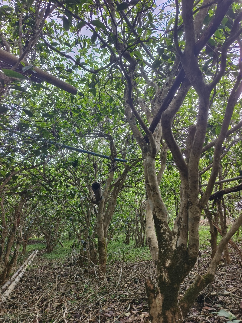 云南普洱茶