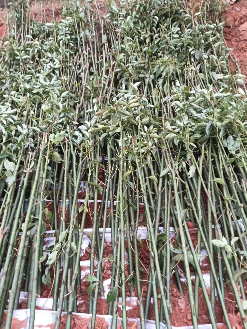 1公分到20公分！带泥求！按要求发贷