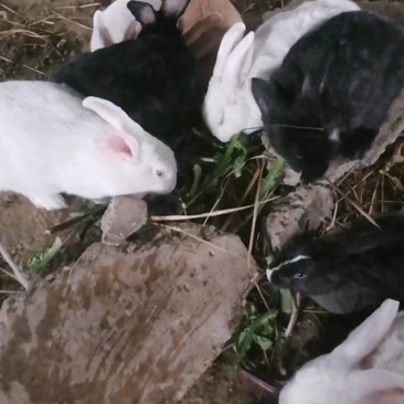 肉兔（满月兔）