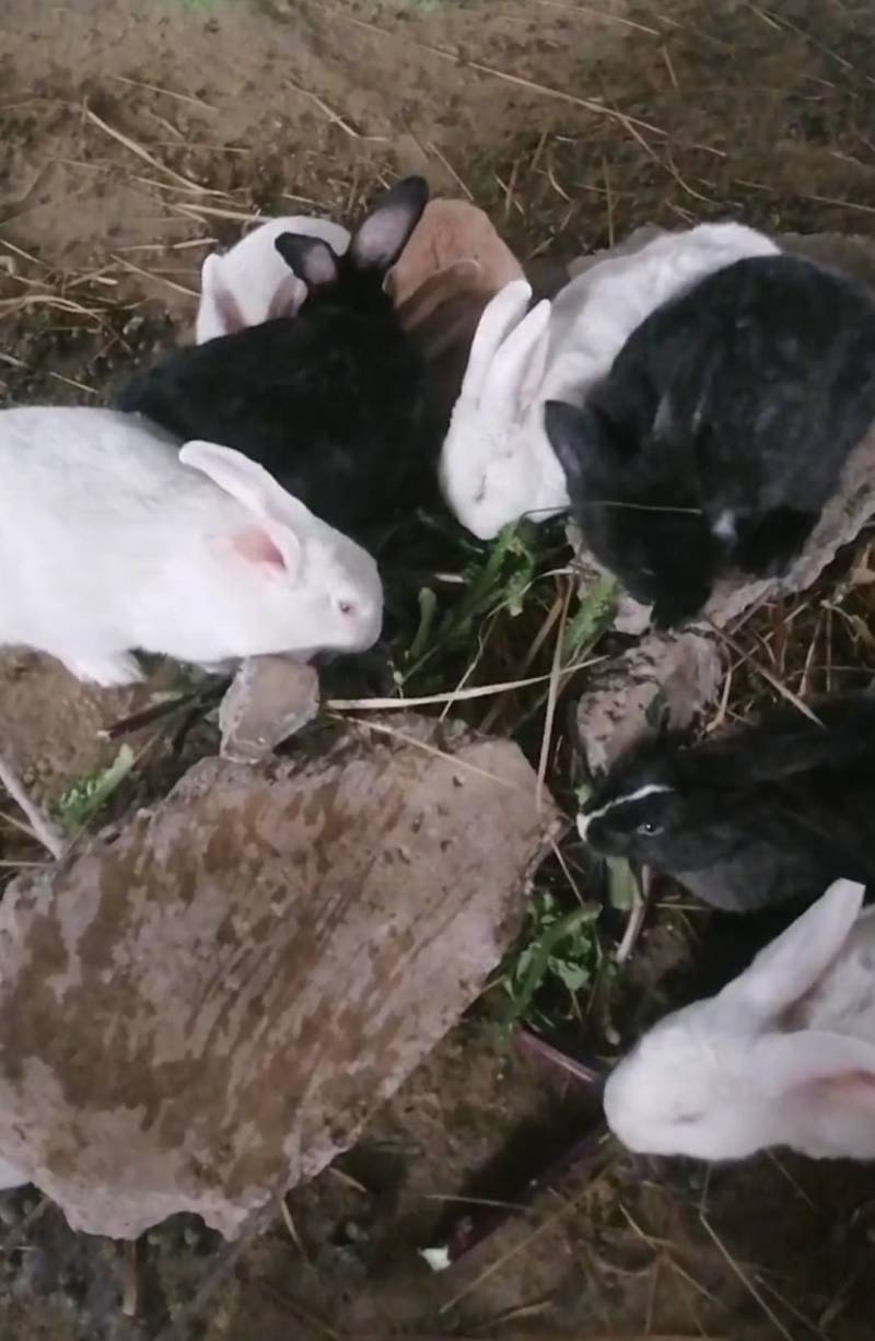 肉兔（满月兔）