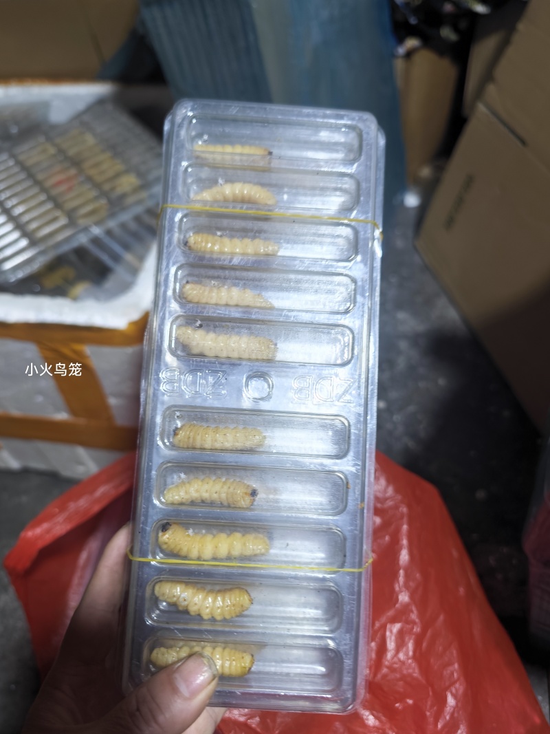 野生斗米虫
