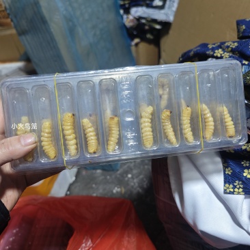 野生斗米虫