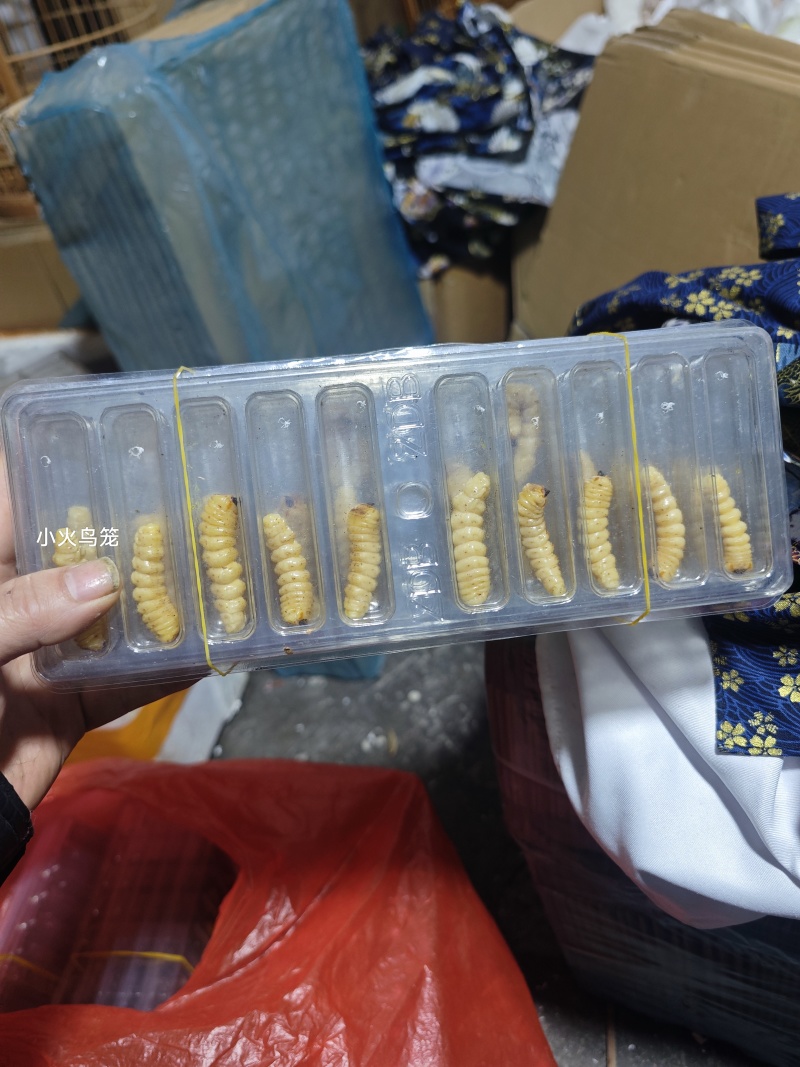野生斗米虫