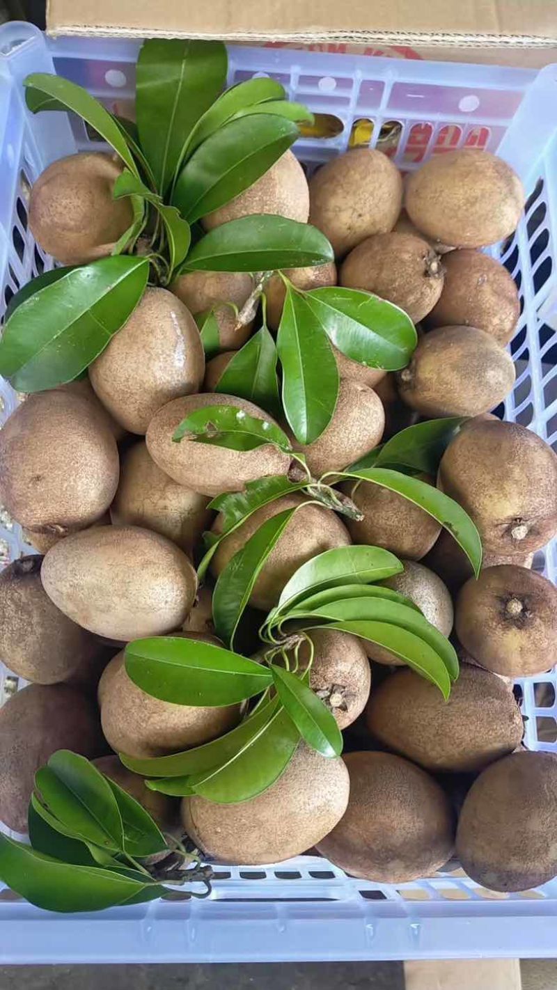 海南当季新鲜越南品种人心果