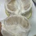 正宗沙田柚纯甜无酸水分充足